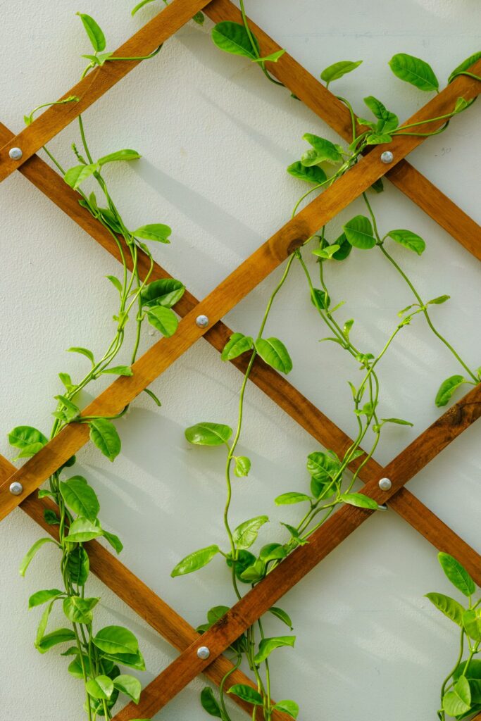 Plante montante sur treillis