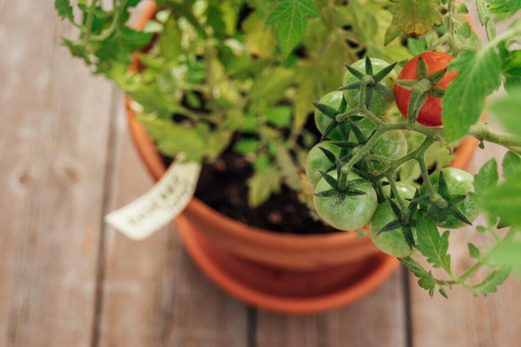 Pied de Tomates en pot